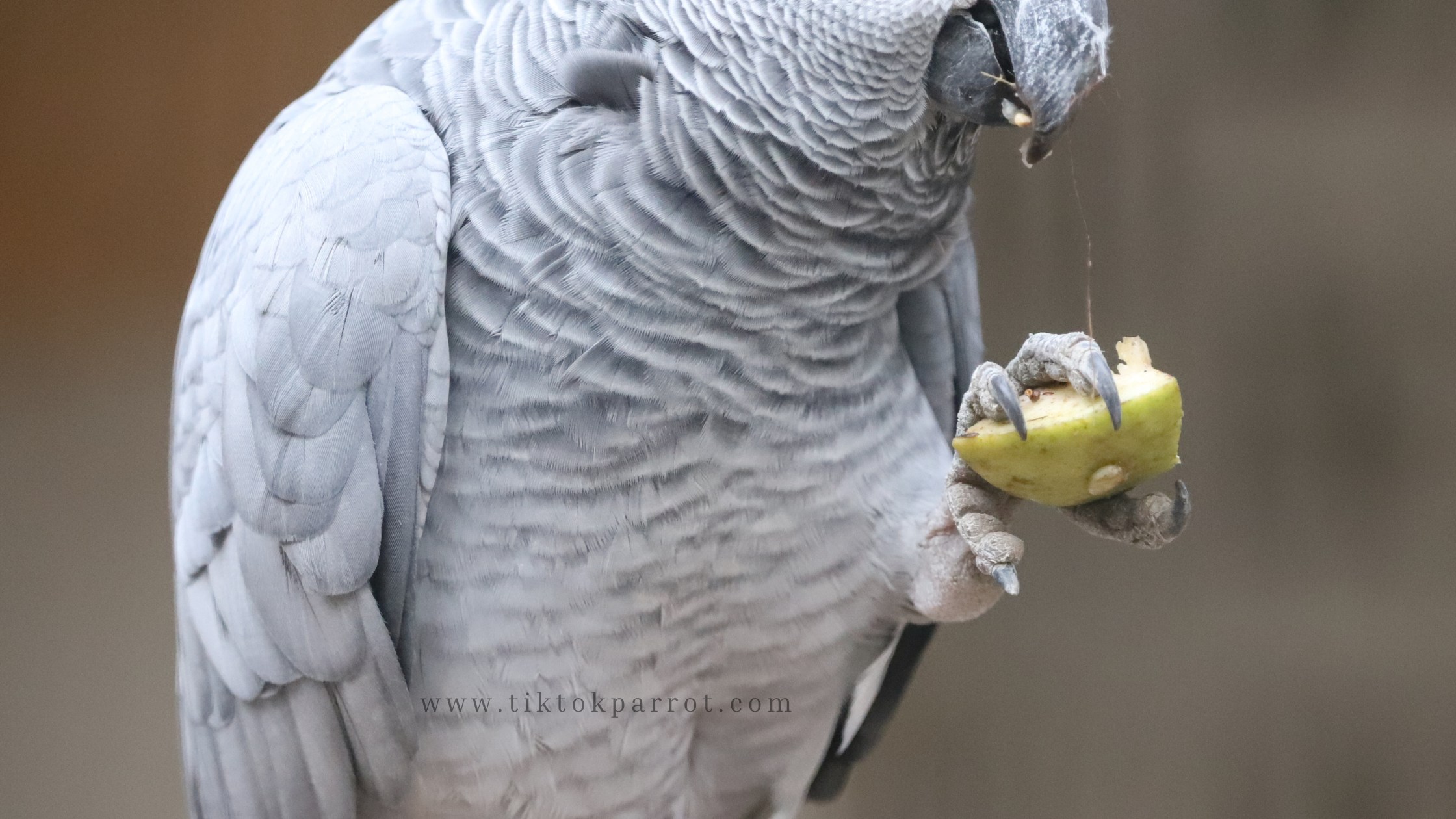 How African Grey Parrots Use Their Feet for More Than Just Perching