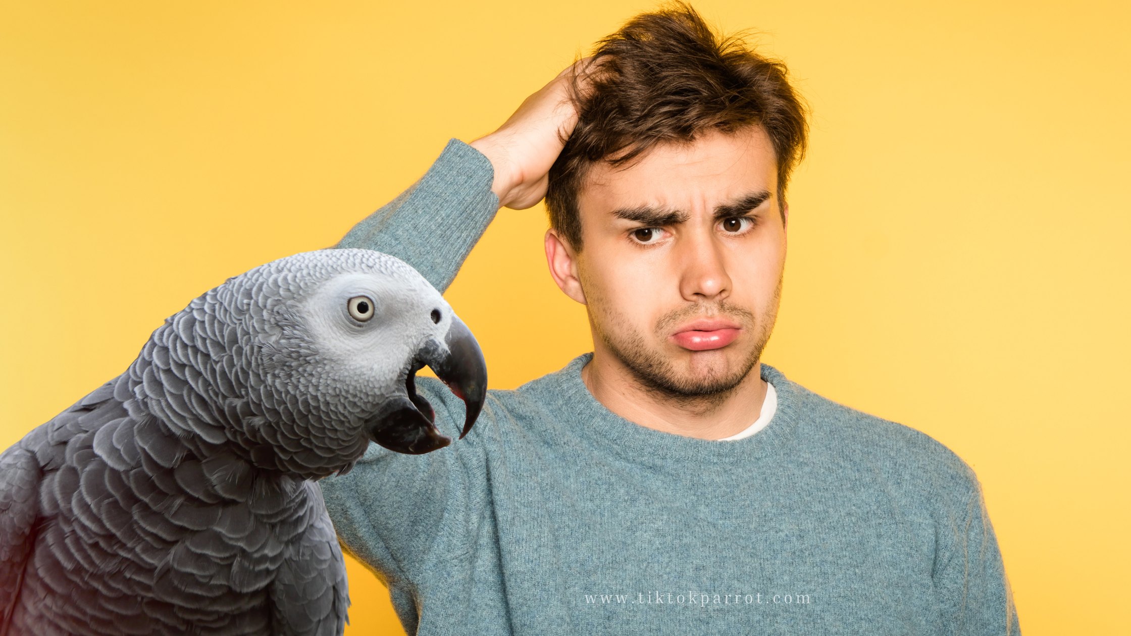 Understanding African Grey Parrot Anger