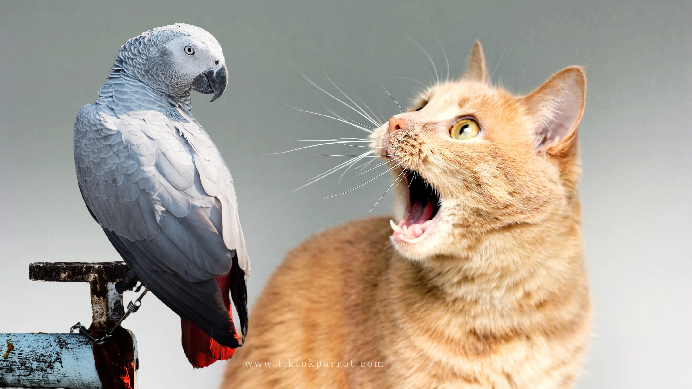 12 Vet-Verified Fun Facts About African Grey Parrots You Didn’t Know (Prepare to Be Amazed!)