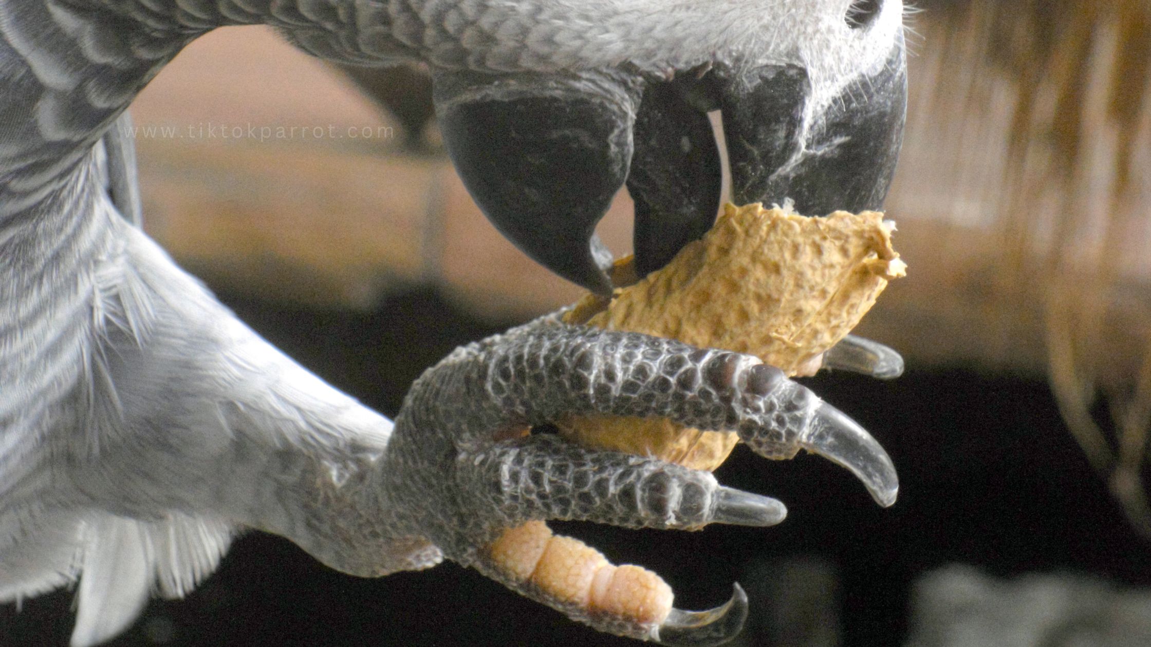 The Role of African Grey Parrot Feet: Dexterity, Climbing, and Health Care