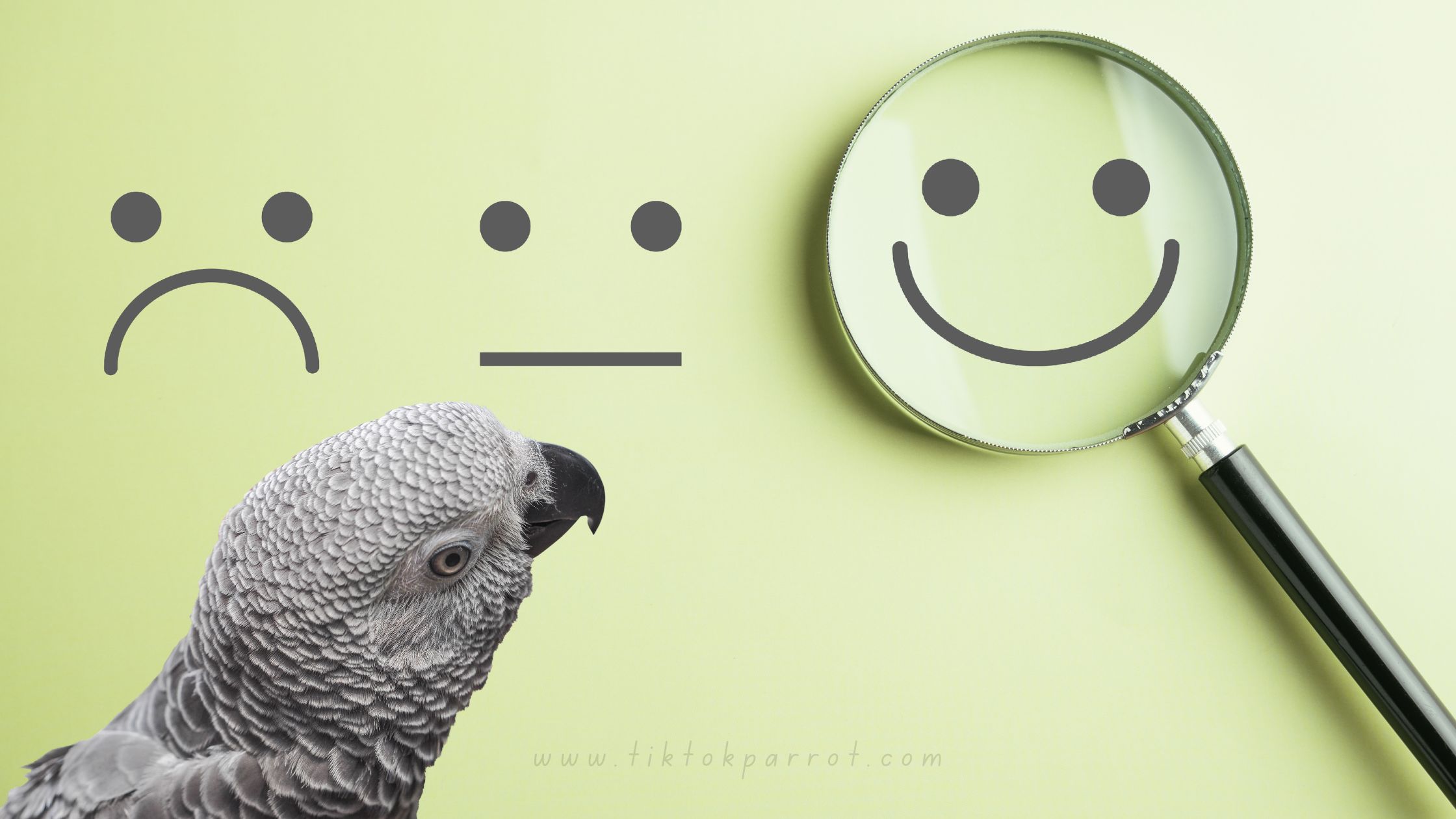 The Emotional Capacity of African Greys