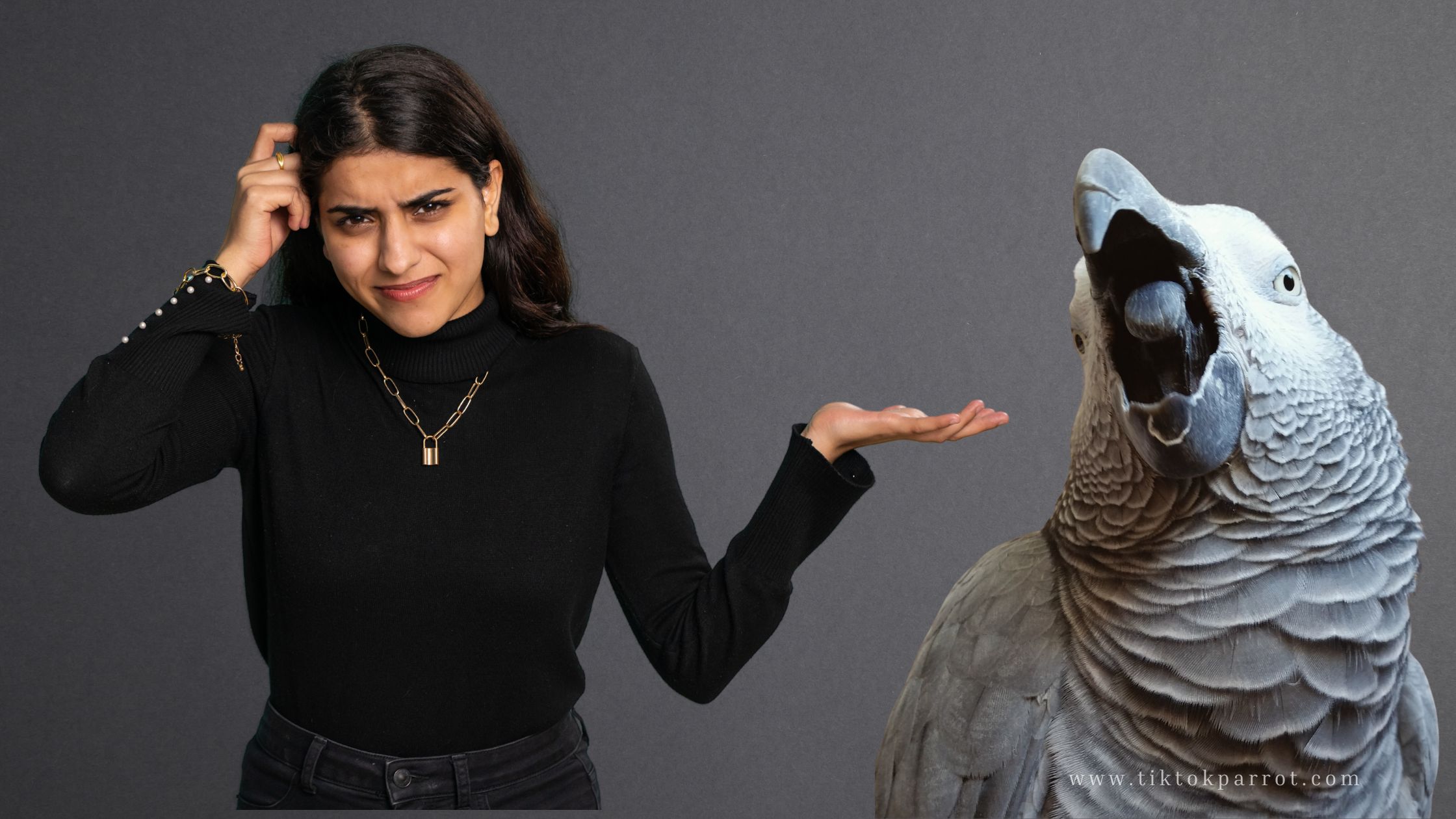 How to Stop or Reduce African Grey Parrot Screaming