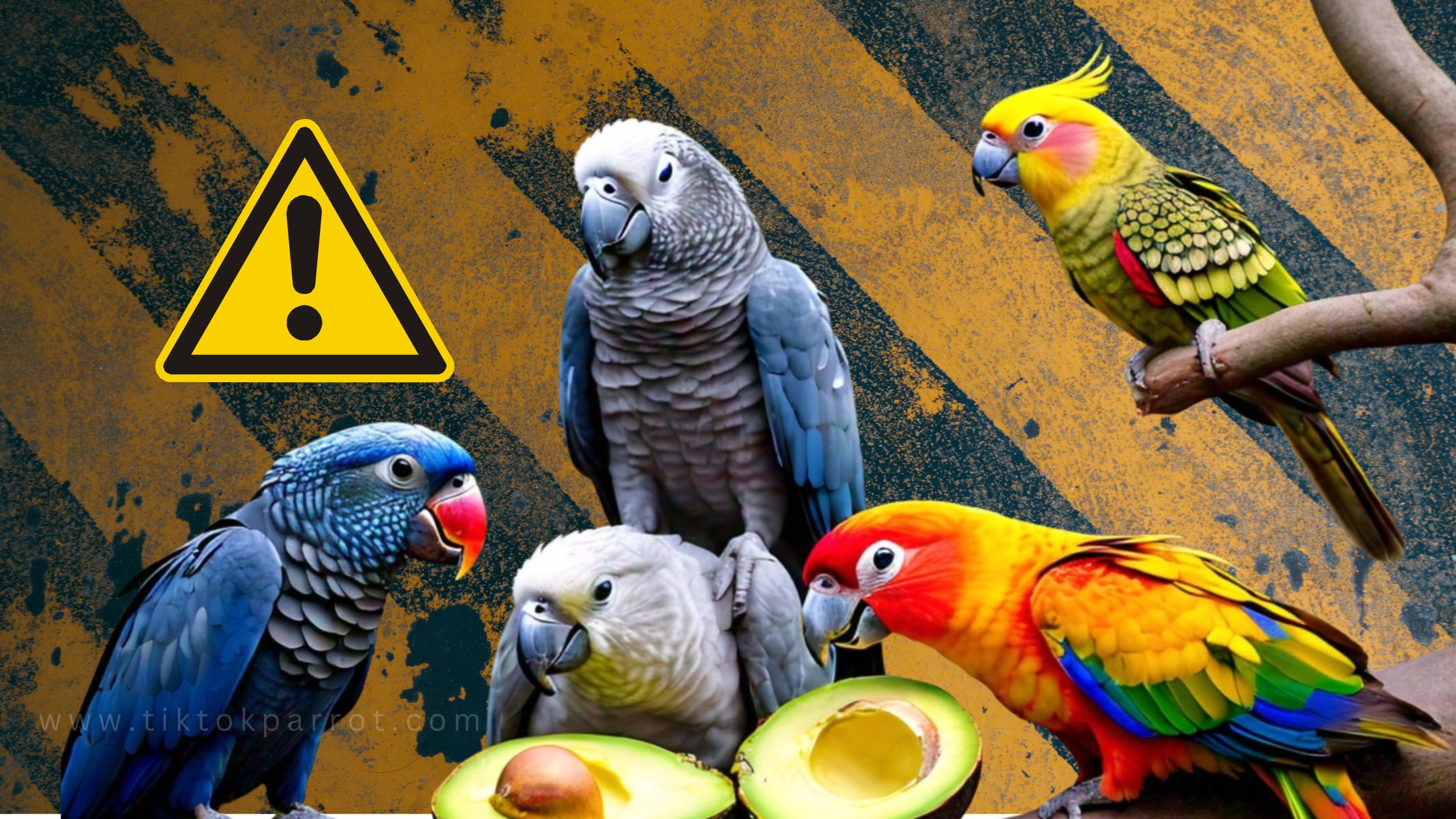 Avocado Alert: What to Do If Your Parrot Eats the Forbidden Fruit?