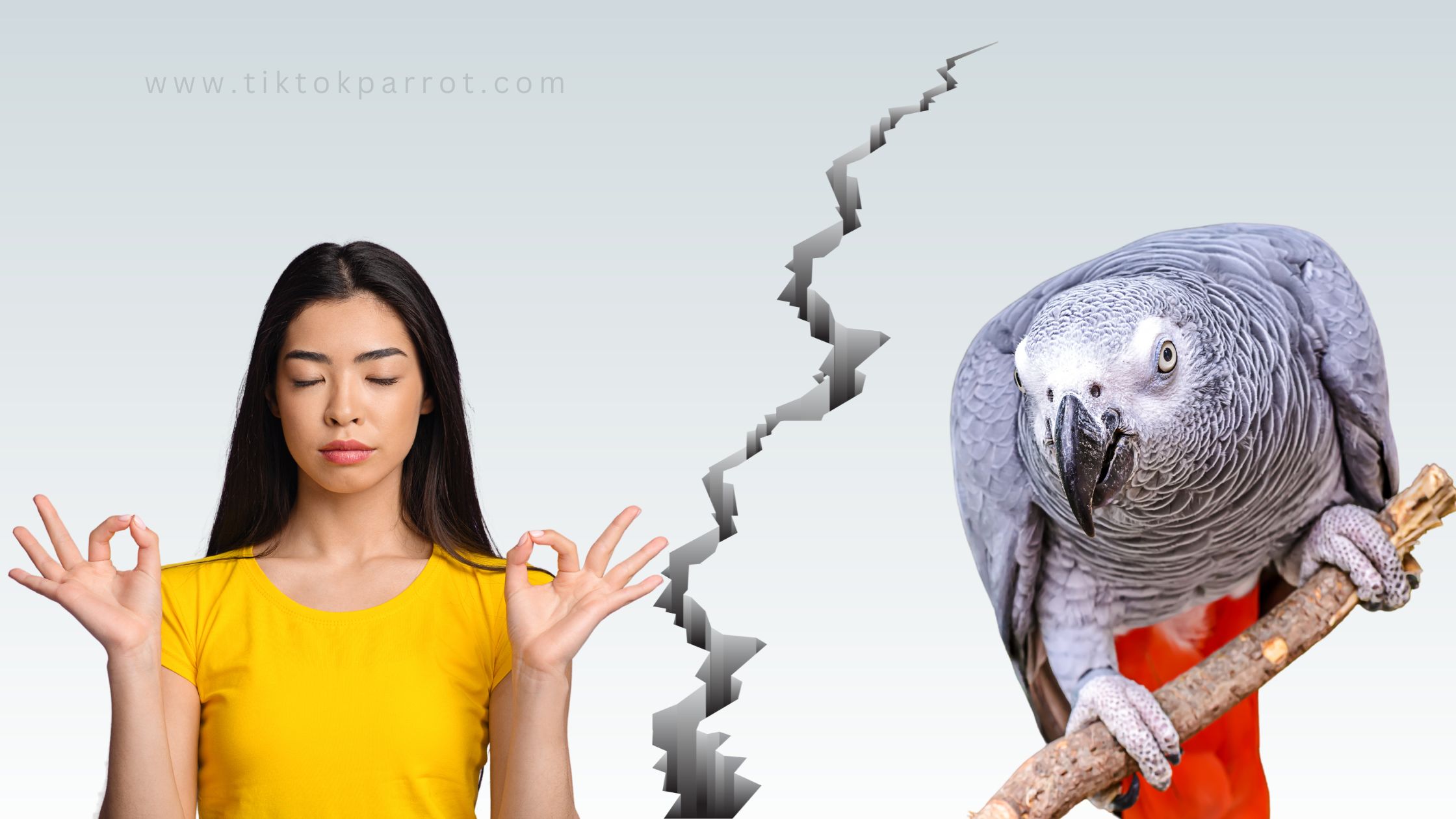 Earthquakes, Feathered Friends, and How to Stay Calm: A Guide for Pet Parents