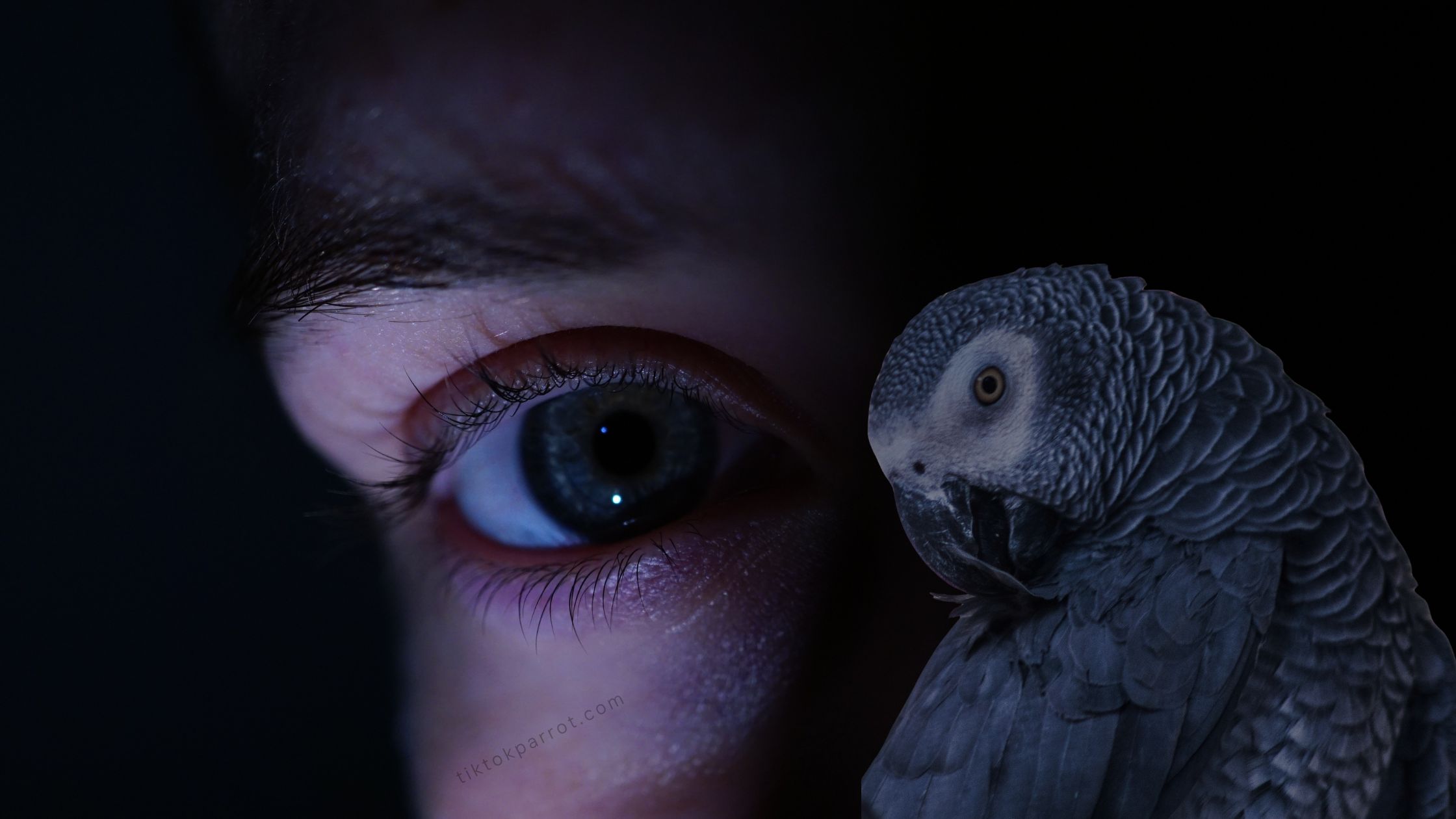 African Grey Parrot Grooming Habits and What They Mean for Their Health