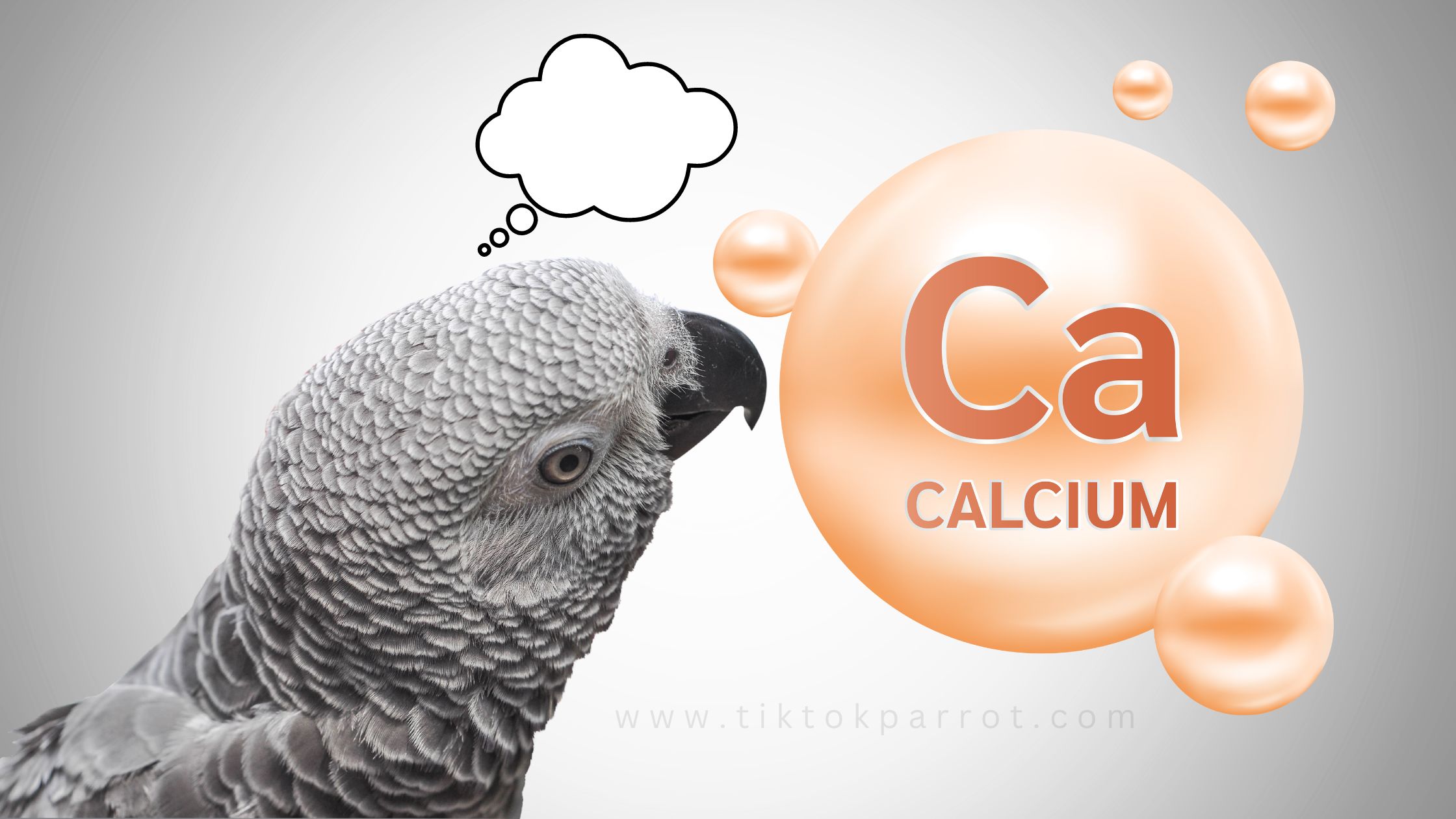The Importance of Calcium in Our African Greys’ Diets