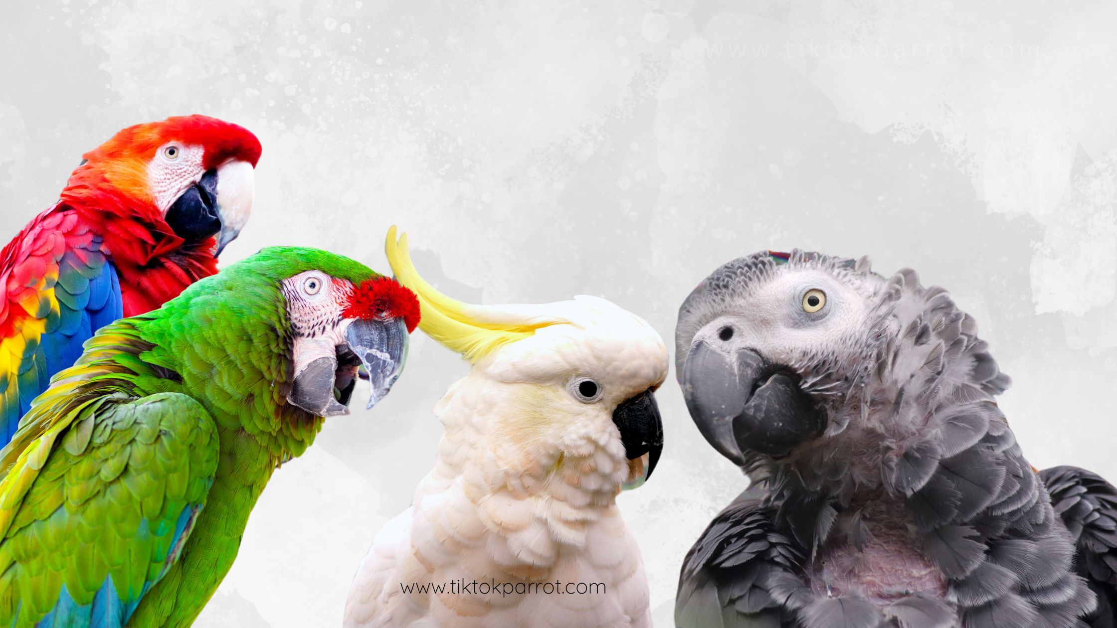 Protecting our Birds from Toxic Fumes