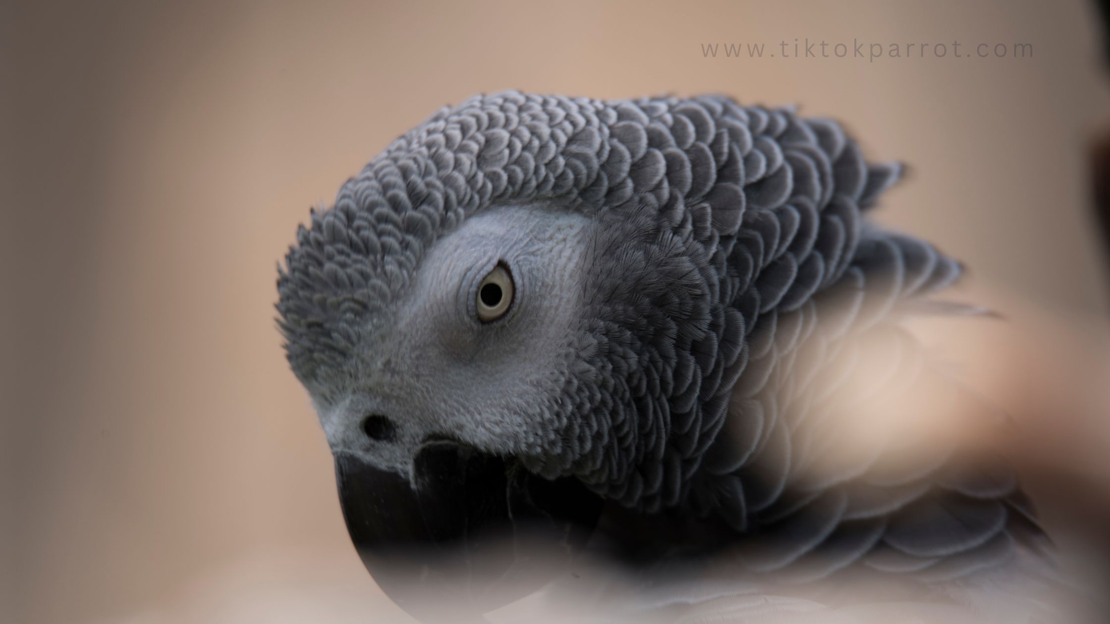 Calcium Metabolism in African Grey Parrots