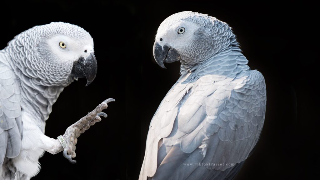 African Grey Dandruff: Everything You Need to Know About Feather Dust, Dander, and Caring for Your Parrot’s Fluff