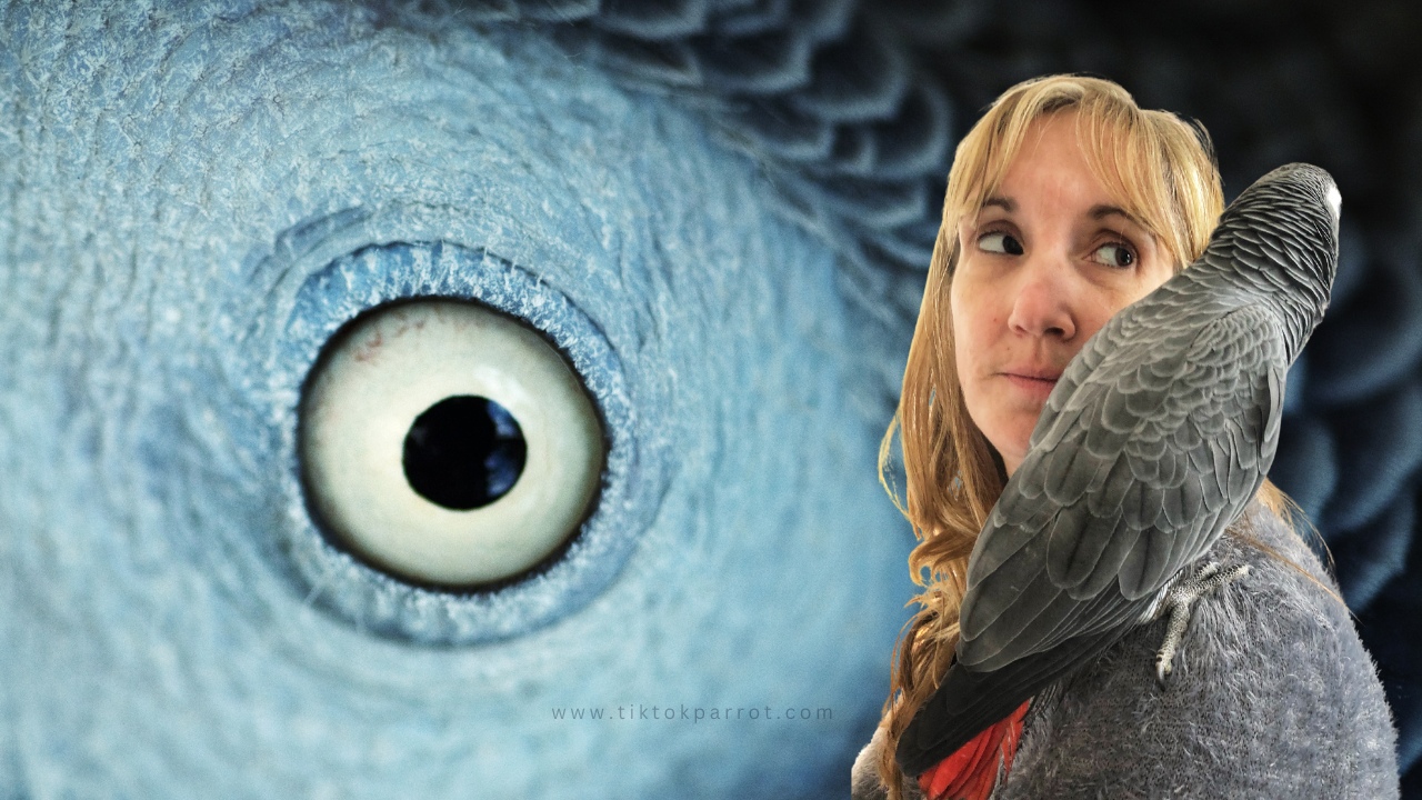 African Grey on Your Shoulder: Is It Safe to Perch There?