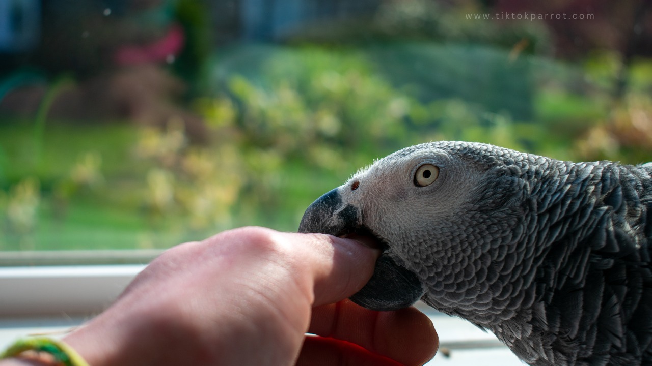 How to Train Your Parrot Not to Bite You (Command)