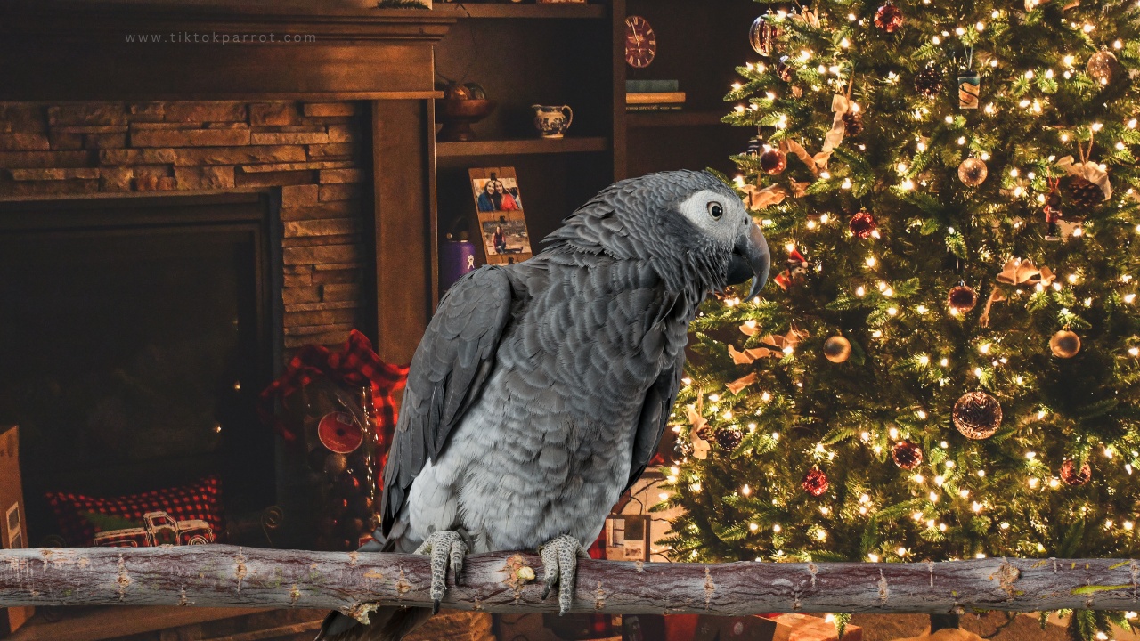 Are Christmas Trees Dangerous for My Parrot?